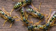 Хранене os и osin мед