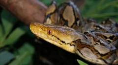 Python mesh