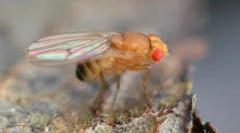 Плодове мухи от drosophila