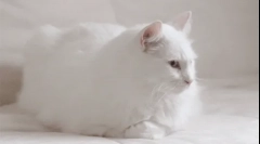Защо белите котки глухи?