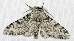 Защо бреза паяците имат различен цвят?