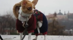 Защо chihuahua трепери и какво можеш да направиш