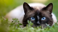 Защо казват, че котката има 9 живота?