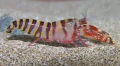 Защо поради рак-съединителя болен?