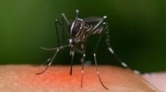 Защо комарите не ухапват всички?