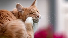 Защо котката надраска ухото и разтърсва главата си?