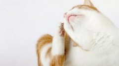 Защо котката е била жертва?