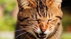 Защо котешки читове?