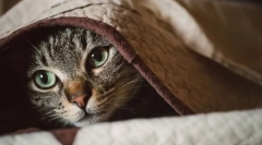 Защо котката трепери?