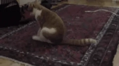 Защо котеза се движи