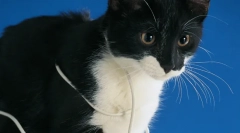 Защо котешки кабели