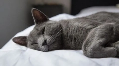 Защо котка хъркане?