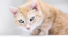 Защо котката кашлица и свитък?