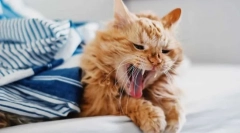 Защо котката кашля?