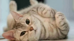 Защо котката се движи на пода?