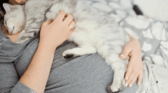 Защо котката пада върху човека?