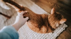 Защо котка вълни опашка?