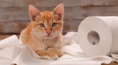 Защо котката меси, когато отива до тоалетната?