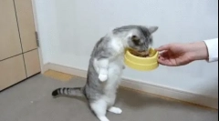 Защо котката яде много?