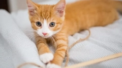 Защо котката не расте?