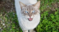 Защо котката вика?