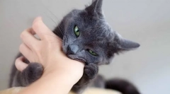Защо котката непрекъснато хапе и как да се отбие от нея