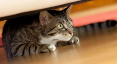 Защо котката се крие на тъмни места?