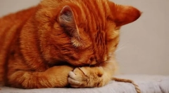 Защо котка балон?