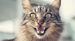 Защо котешки пръчки?