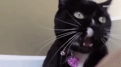 Защо котката удари котето си?