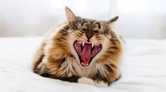Защо котката крещи зъби?