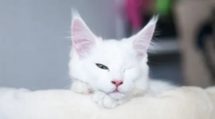 Защо котката спи с отворени очи?