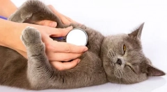 Защо котката диша трудно?