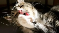 Защо котката потъва