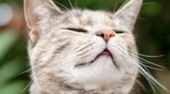 Защо котките като миризмата на chlorks?