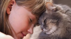 Защо котките се притесняват?