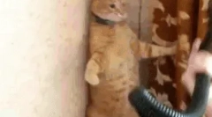 Защо котките се страхуват от прахосмукачка?