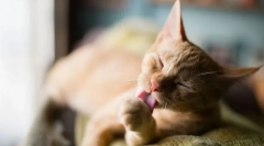 Защо котките често се измиват?