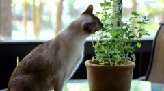 Защо котките ядат цветя