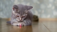 Защо котките преследват лъч от лазерна показалка?