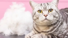 Защо котките linet?