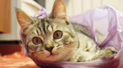 Защо котките лижат пакети?