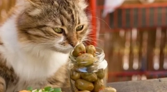 Защо котките обичат маслините?