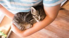 Защо котки murchat?