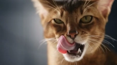 Защо котките ближат?