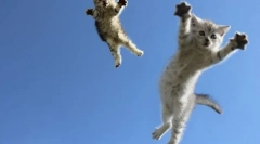 Защо котките са на 4 лапи: научно обяснение