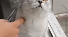 Защо котките гледат в празнота?