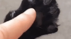 Защо котките нокът причиняват?