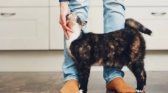 Защо котките разтриват крака?