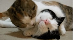 Защо котките се облизват?
